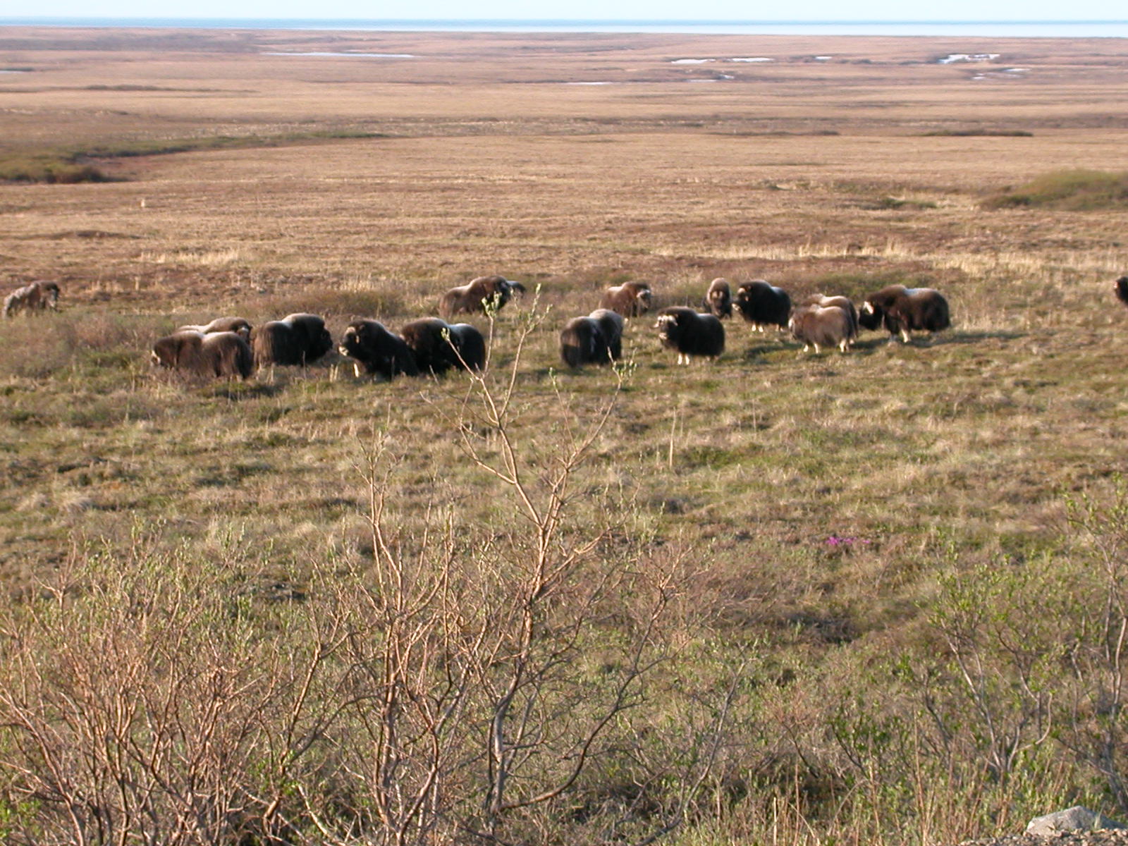 Musk Ox Herd, Nome, AK