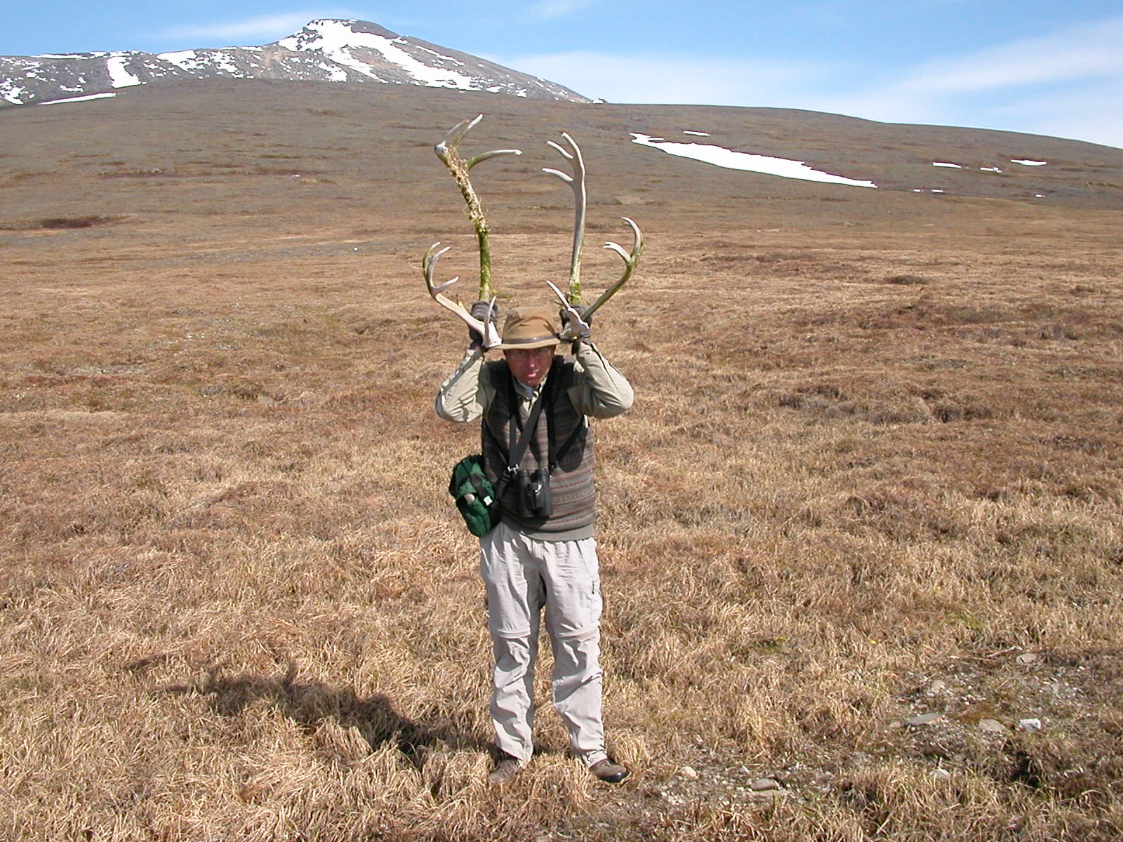 Caribou Antlers