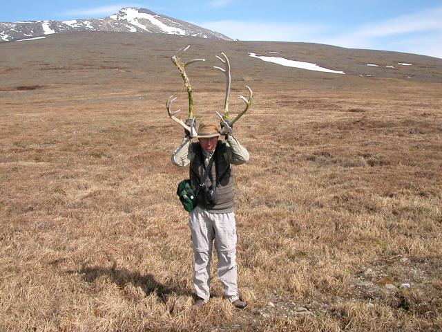Caribou Antlers