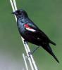 Tricolored Blackbird