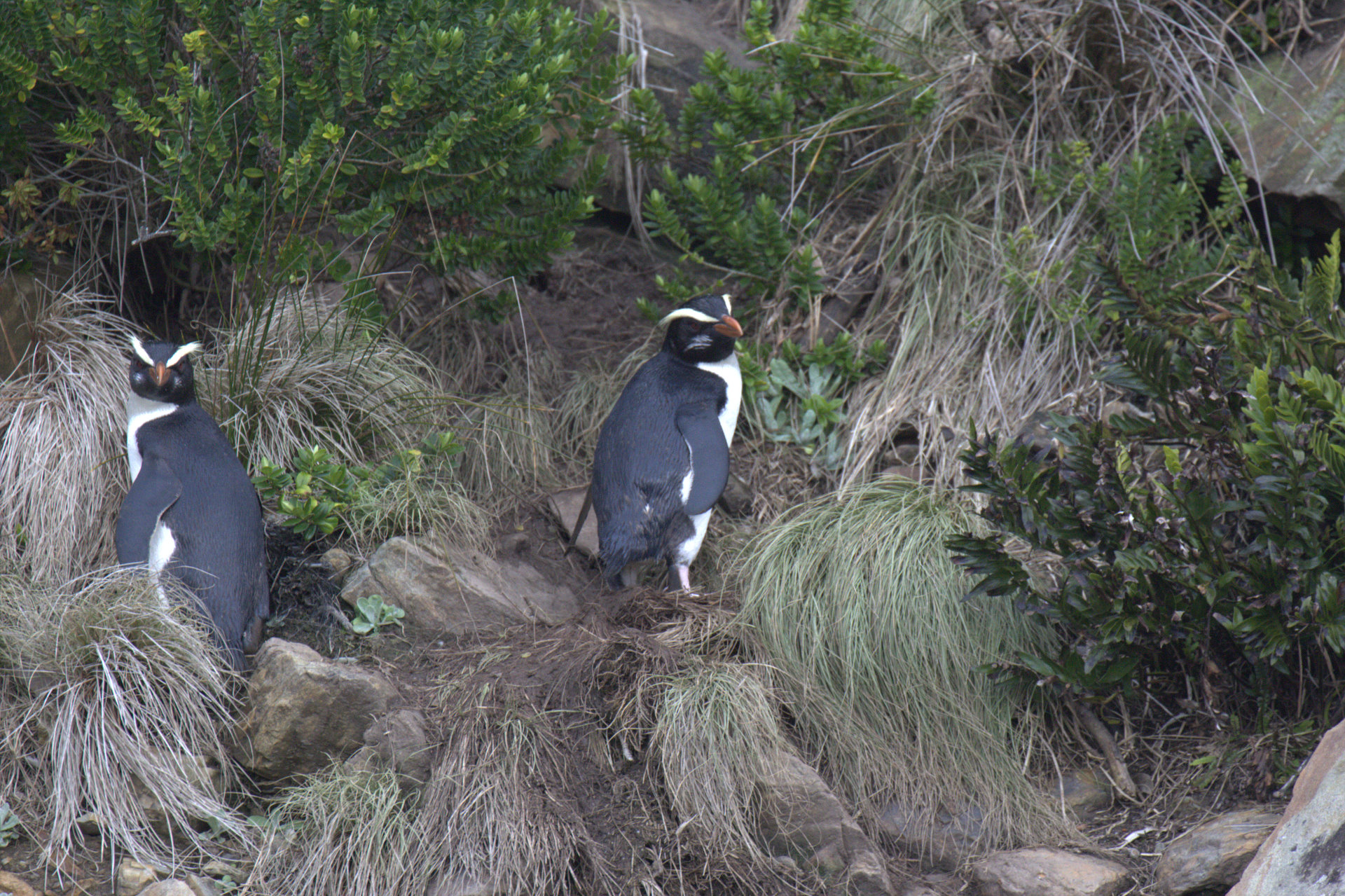 penguins.jpg